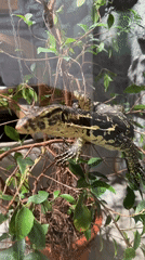 Reptile collection documented at Krasnoyarsk facility