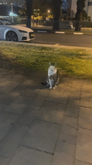 Cat observed grooming on sidewalk in Petah Tikva