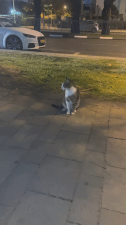 Cat observed grooming on sidewalk in Petah Tikva