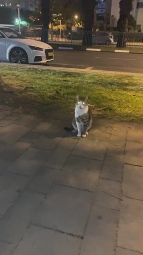 Cat observed grooming on sidewalk in Petah Tikva