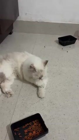 A fluffy white cat with grey markings on its face and ears is lying on a speckled floor. The cat's eyes are mostly closed, and its tongue is sticking out. It appears to be grooming its paw, bringing it up to its mouth. There are two black food bowls in the foreground and background, one containing dry cat food. A small piece of kibble is visible on the floor near the cat. The environment appears to be indoors, possibly a kitchen or dining area, with a hint of a wall and possibly cabinetry in the upper left corner.