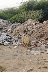 Evening activity at a Gurgaon neighborhood park and its outskirts