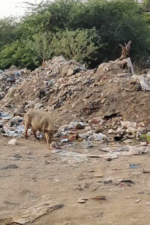 Evening activity at a Gurgaon neighborhood park and its outskirts