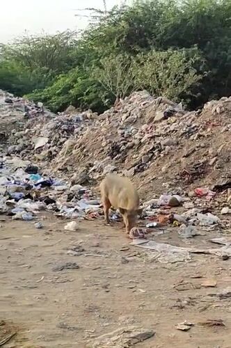 Evening activity at a Gurgaon neighborhood park and its outskirts