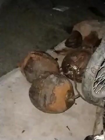 The video shows a low-angle, static shot of four coconuts on a gray concrete surface at night. The coconuts are brown, with some showing signs of age or possible mold. A portion of a bicycle wheel is visible on the right side of the frame, and a white cloth or bag is partially visible in the background. The lighting is dim, and the scene appears to be outside.  A small nail or piece of metal is on the ground nearby.
