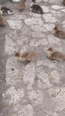 A group of ducks are seen on a cobblestone ground. Some ducks are walking, while others are sitting down. The ducks are of various sizes, with some being larger and darker than others. The environment appears to be outdoors, possibly in a farm or a park.