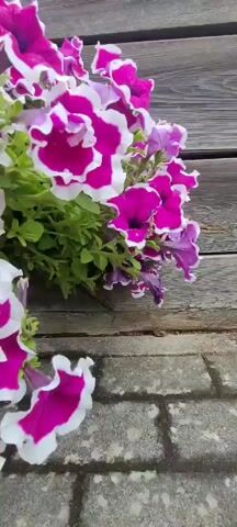 A close-up video pans across a cluster of vibrant petunia flowers. The petunias have a striking bi-color pattern of deep magenta centers with ruffled white edges. They are lush and full, with green foliage peeking through. The flowers are hanging, indicated by a white string at the top left of the frame. The background consists of weathered wooden planks, horizontally oriented, and a textured gray surface, possibly brick or stone, at the bottom. The lighting suggests an overcast day. There are no people visible in the video. The camera movement is slow and steady, focusing on the beauty and detail of the flowers.