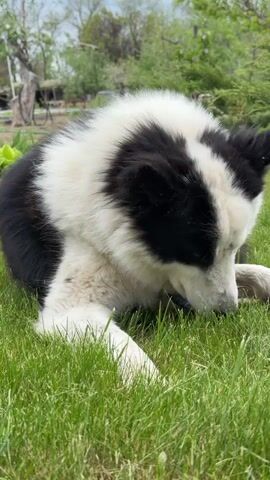 A black and white dog lies on the green grass. The dog is lying down, its head down and nose close to the ground. Trees and a cloudy sky are visible in the background. A voice says something about crumbs remaining.