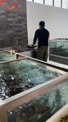 Live fish tank and grocery run in Yerevan