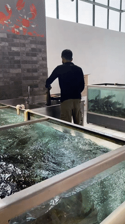 Live fish tank and grocery run in Yerevan