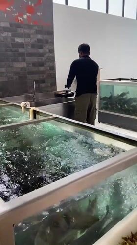 Live fish tank and grocery run in Yerevan
