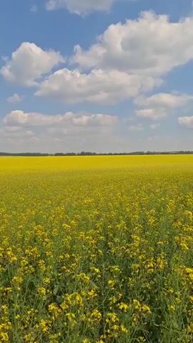 A video shows a drone flying over a field of yellow flowers under a blue sky with white clouds. The flowers are dense and cover the entire field, stretching to the horizon. Trees are visible in the distance, forming a dark line against the yellow expanse. The drone moves forward, providing a sweeping view of the landscape.