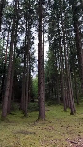 This is a low-angle, vertical video clip filmed in a dense coniferous forest. The camera appears to be static or moving very slowly, with the view focused upwards towards the towering trees. The subjects are numerous tall, dark-barked pine trees that dominate the frame, their needles creating a dark green canopy against a bright, overcast sky. The ground is covered in a thick layer of moss, giving it a vibrant green appearance, interspersed with fallen pine needles and branches. The overall impression is one of being immersed in a serene, natural environment.

The time of day is likely daytime, indicated by the bright sky visible through the tree canopy. The weather appears to be overcast, as there are no strong shadows and the light is diffused. The location is a forest in Rudelzhausen, Germany, as indicated by the provided context. There are no people or man-made objects visible in the clip, focusing solely on the natural elements of the forest. The atmosphere conveyed is peaceful and tranquil, with a sense of solitude and the quiet grandeur of nature. No text is visible in the video.