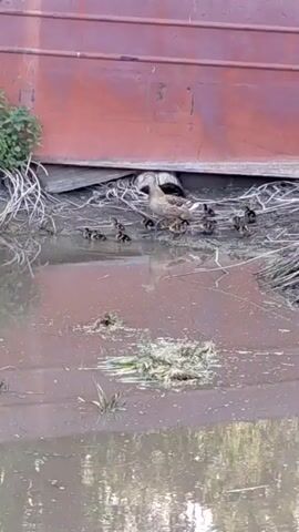 A mother duck and her ducklings are by the water's edge, near a large red structure. The mother duck appears to be guiding her ducklings, some of whom are already in the water. There are several small plants growing along the edge of the water and on the muddy bank. The water is murky and reflects the red structure.