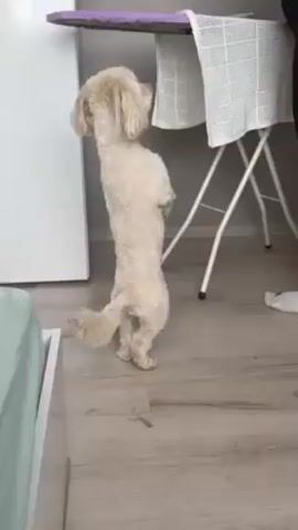 The video shows a tan-colored, small dog standing on its hind legs, with its front paws held up in front of it. The dog is facing an ironing board covered with a white, patterned cloth. The ironing board is positioned near a white wall. To the left of the dog is a white bedside table with a light blue sheet on top. The flooring appears to be a light wood-colored laminate. There is a rustling sound, possibly related to the dog's movements or another element in the environment.