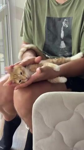 A person in a green t-shirt with a graphic print and black shorts sits holding a small orange and white striped kitten in their lap. The person's left arm is wrapped around the kitten, and their right hand is petting its head. The kitten is lying on its back with its paws extended. The person is wearing black socks. In the background, there is a window with vertical blinds and a corner of a white upholstered object, possibly a piece of furniture. The floor appears to be wood laminate. The lighting suggests it is daytime, with light coming from the window.
