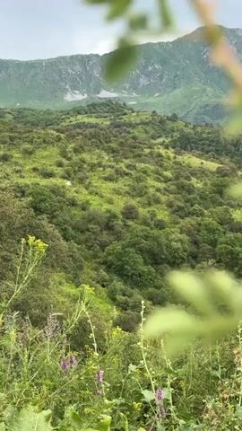 A slow zoom out reveals a lush, green, mountainous landscape under an overcast sky. The foreground is dominated by blurred green foliage and wildflowers, including purple and yellow blossoms. The mid-ground features a densely wooded hillside with varied shades of green trees and shrubs, interspersed with patches of grass. In the background, steep, verdant mountain slopes rise up, with the peaks partially obscured by clouds. The overall impression is one of natural, undeveloped wilderness.