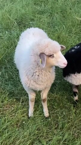 In a grassy field in Sack, Switzerland, several sheep are seen walking and grazing. The video begins with a white sheep, identifiable by a yellow ear tag, standing still in the tall green grass. As the camera pans, a group of black and white, piebald sheep come into view. These sheep also have yellow ear tags and are seen moving through the pasture. Some of them look towards the camera as they continue to graze. The lighting suggests it is either late afternoon or early evening.