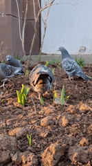 Pigeons forage in Chaikovsky garden bed early morning