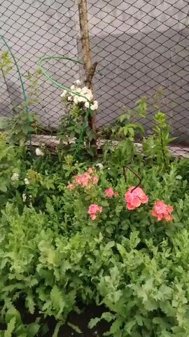 The video shows a close-up view of a garden filled with various plants and flowers. In the foreground, there are large, leafy green plants, possibly poppy plants, with their feathery leaves dominating the lower half of the frame. Behind these, several rose bushes are visible. One bush on the left has red roses, while a bush in the center features clusters of small pink and orange roses. Further back, a rose bush with white flowers is seen near a wooden post and a wire fence. The fence, made of black mesh, forms an arch over part of the garden. The background suggests an outdoor setting, possibly a backyard, with a glimpse of a structure that could be a shed or fence on the right. The lighting suggests it might be daytime, possibly late afternoon or early morning, given the soft light. The camera is mostly static, with slight movements and pans to showcase different parts of the garden. No people are visible in the video, and there are no apparent actions or interactions taking place. The overall scene depicts a vibrant, growing garden with a variety of flora.