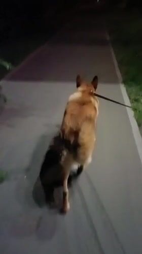 Krasnoyarsk at dusk: dogs, contrails, and a city settling in