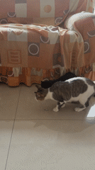 Two cats spotted resting in Cholula home