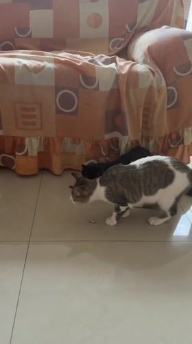 Two cats spotted resting in Cholula home