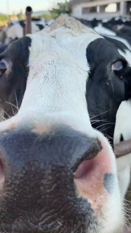 The video shows a herd of black and white cows in an outdoor enclosure. The camera is positioned very close to one cow, focusing on its face and then zooming out to reveal more cows and a building in the background. The cows appear to be Holstein Friesian. The building is white with a gray roof and has several windows. The ground is covered in dirt and some straw or hay. The sky is blue. The video appears to be shot in daylight.