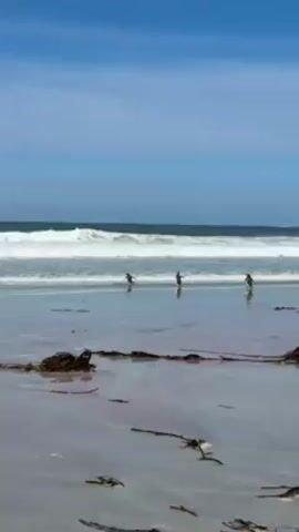 The video shows three penguins waddling into the ocean on a sunny day. The sky is blue, with a touch of clouds near the horizon. Waves are rolling into the shore, and the sandy beach in the foreground is littered with seaweed. The penguins are black and white, and they appear to be small in size. They step into the water one by one and begin to swim, diving under the waves. The waves are white and foamy, and the water is a mix of blue and grey. The beach is wet and reflective, mirroring the sky.