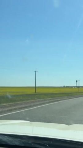 A camera, likely mounted in a moving vehicle, records a scene of a paved road winding through a rural landscape. Fields of yellow flowers stretch alongside the road, punctuated by utility poles. A dark-colored car is visible ahead, driving in the same direction. The sky is clear and blue.