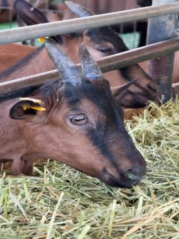 The video shows a close-up of a brown goat with black markings on its face and short horns. The goat has a yellow tag in its ear. It is eating hay from a feeder, with other goats visible in the background. The environment appears to be an animal pen or stable, with metal bars visible. The lighting suggests it is daytime, possibly indoors.
