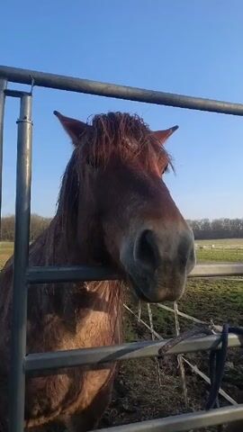 The video shows a brown horse standing behind a gray metal gate. The horse's head and upper body are visible. The horse has a wet, matted mane and a gray muzzle. It is looking directly at the camera with its ears perked up. The background consists of a green field, some trees in the distance, and a clear blue sky. The gate appears to be attached to a muddy paddock. A blue rope is visible hanging from the gate. The lighting suggests it is a sunny day.