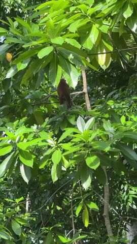 A medium shot shows a monkey perched on a tree branch amidst lush green foliage. The monkey, with brown fur, is facing the camera and appears to be looking around. The scene is set in a natural environment, likely a forest or a jungle, with sunlight filtering through the leaves. The focus is on the monkey and its immediate surroundings, creating a tranquil and naturalistic view.