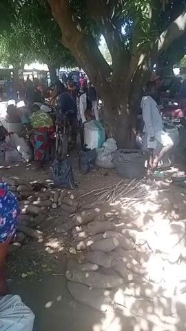 The scene appears to be a bustling outdoor market, possibly in a rural area. There are several people present, some of whom are engaged in selling or buying produce. Various types of vegetables, including what appears to be yams or cassava roots, are displayed on the ground. Large sacks, potentially containing more produce or goods, are scattered around the area. A motorcycle is parked nearby, and in the background, a car is visible along with more people. The market is situated beneath a large tree, providing shade for the vendors and customers. A boy stands near the side of the frame, and people can be seen sorting or arranging produce. There's a general sense of activity and trade.