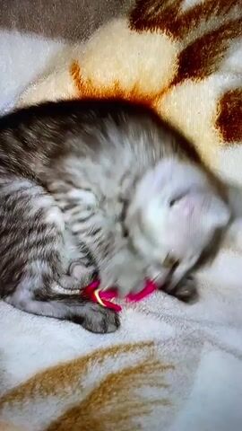 A silver tabby kitten lies on a cream-colored blanket with brown and orange abstract markings. The kitten is curled up and appears to be playing with a small, colorful toy. The toy is pink with green and yellow accents and is held between the kitten's paws. The kitten's eyes are partially closed as it focuses on the toy. The overall lighting is soft, suggesting an indoor environment.