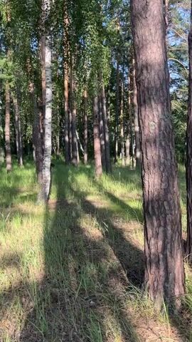The video pans across a sun-dappled forest floor. Tall, slender trees, primarily pines and birches, dominate the frame. The ground is covered in lush green grass and patches of dry needles. Sunlight filters through the dense canopy, casting long, distorted shadows that stretch across the vegetation. The sky, visible in brief glimpses between the trees, is a clear, bright blue. The overall impression is one of a tranquil, natural woodland setting. There are no people or animals visible in the footage.
