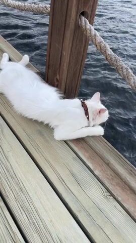 A white cat with blue eyes lies on a wooden deck next to a body of water. The cat is resting its head on its front paws. A wooden post with a rope attached is visible behind the cat. The water is choppy. In the background, a beach town is visible with hills behind it. A red and white boat is in the water. A yellow sign is posted on the wooden post.
