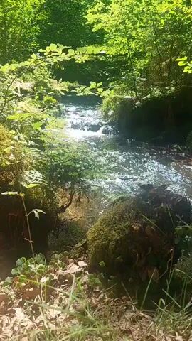 A close-up, low-angle shot captures a narrow, shallow stream flowing through a dense forest. Sunlight filters through the lush green canopy, dappling the water's surface with bright highlights. The stream bed appears to be rocky, with moss-covered stones and tree roots visible along the banks. The foreground is dominated by a cluster of green plants and dry grass, with a moss-covered fallen log or rock in the lower right corner. The overall impression is one of a serene, natural woodland setting.
