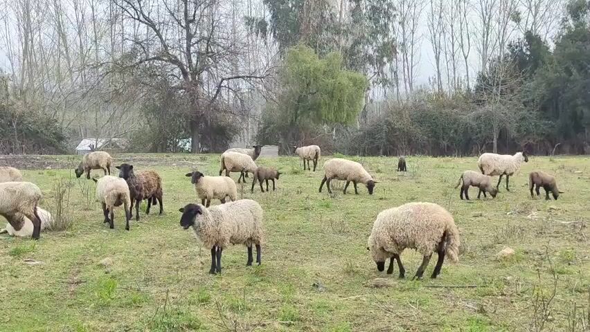 A flock of sheep grazes in a grassy field with trees in the background. Some of the sheep have black faces. The sky is overcast.