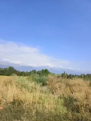 The video shows an outdoor scene with a bright blue sky and some scattered clouds. The foreground is dominated by dry, yellow-brown grass and vegetation. In the middle ground, there are two blue truck chassis, appearing abandoned. Behind the trucks, there is more dry vegetation and some trees and bushes in the distance. There are no people visible in the video, and no discernible actions or interactions are taking place. The environment appears to be a rural or undeveloped area, possibly a junkyard or an abandoned lot.