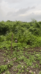 Dog explores rural vegetation in Kediri, Indonesia