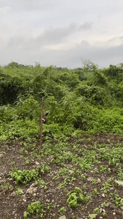 Dog explores rural vegetation in Kediri, Indonesia