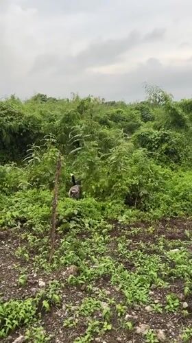 Dog explores rural vegetation in Kediri, Indonesia