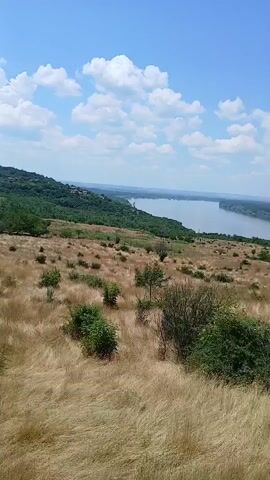 This is a handheld video taken from a slightly elevated viewpoint looking out over a wide river on a bright, sunny day. The foreground is dominated by a dry, golden meadow with sparse green bushes and a few small trees. In the mid-ground, the river stretches out, bordered by a dense, dark green forest on the opposite bank. The sky is a vivid blue with scattered white cumulus clouds. The overall impression is one of a natural, slightly arid landscape under a clear summer sky. The camera pans slowly to the right, revealing more of the river and the distant tree line. There is no visible text or people in the video. The time of day appears to be mid-morning to afternoon, given the bright sunlight and long shadows. The weather is clearly warm and fair. The location, Somovit, Bulgaria, suggests this is a view of the Danube River. The scene evokes a sense of peace and natural beauty.