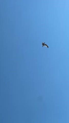 A bird is seen flying in the sky. The sky is blue with some clouds. The sun is also visible. The camera is tilted upwards, capturing the bird and the sky.