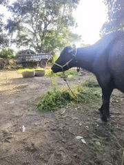 Tethered buffalo and cattle grazing in a rural Indian yard