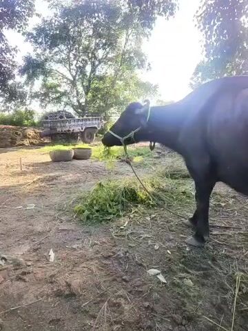 A dark-colored water buffalo, wearing a green rope halter, is eating a pile of green grass in a dirt yard. The buffalo is on the right side of the frame, facing left and away from the camera. There is a rope tied to the halter that extends to the left and down, anchored to something unseen off-camera. Behind the buffalo, to the left, are two large, dark bowls. Further in the background, there is a truck with a trailer carrying what appears to be hay or other farm materials. Several large trees with green leaves are visible in the background, with bright sunlight filtering through them. The ground is covered in dirt, scattered grass, and some dry leaves.