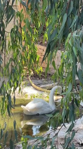 A white swan floats in a shallow pond, its head submerged as it appears to be foraging or searching in the water.  The pond is surrounded by greenery, including willow-like branches that frame the scene. Sunlight filters through the leaves, creating dappled lighting on the water and surrounding area. A yellow garden hose lies nearby on the ground. The pond appears to be contained by stone walls.
