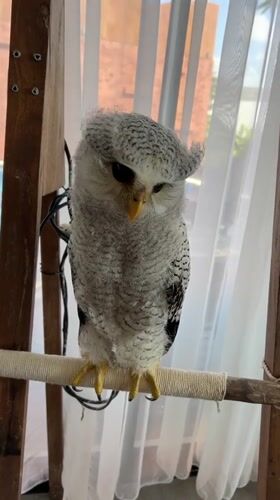 Juvenile barred eagle-owl up close in Kuta Selatan, Bali