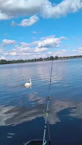 This is a short video clip that appears to have been filmed on a sunny day, likely in the late morning or early afternoon, given the bright light and scattered clouds in the blue sky. The scene is a calm body of water, possibly a lake or a wide river, with a tree-lined shore visible in the distance. The water has gentle ripples, reflecting the sky and clouds.

The primary subjects are a beautiful white swan gliding gracefully across the water from left to right. Its reflection is visible beneath it. In the foreground, a fishing rod is set up, angled slightly to the right and towards the water. The rod has a reel and a bright green holder. This suggests that the person filming is engaged in fishing.

There are no people visible in the frame. The overall mood is serene and peaceful, evoking a sense of outdoor leisure and connection with nature. The location context, Вяззеўскі сельскі Савет, Belarus, places the scene in a rural area of Belarus, which aligns with the natural landscape depicted. No text is visible in the video.